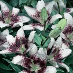 Bulbi crin asiatic White Pixelis, 2 bulbi