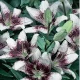 Bulbi crin asiatic White Pixelis, 2 bulbi