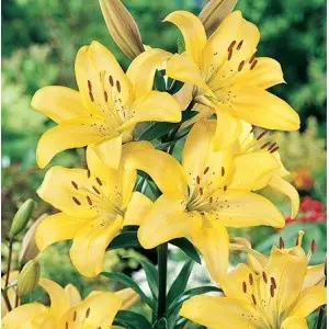 Bulbi crin asiatic Yellow, 2 bulbi