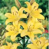 Bulbi crin asiatic Yellow, 2 bulbi