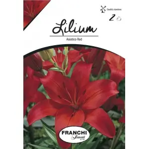 Bulbi crin asiatic Red, 2 bulbi