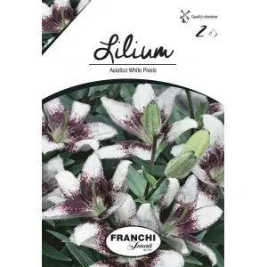 Bulbi crin asiatic White Pixelis, 2 bulbi