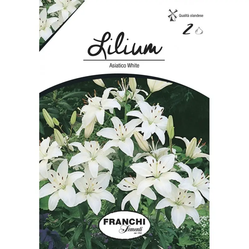 Bulbi crin asiatic White, 2 bulbi