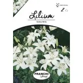 Bulbi crin asiatic White, 2 bulbi