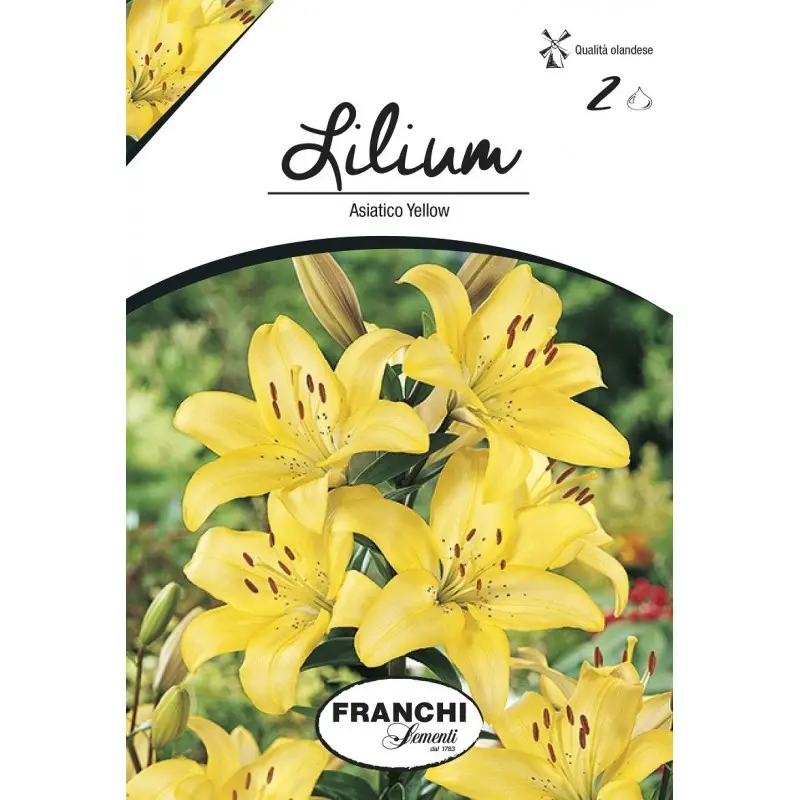 Bulbi crin asiatic Yellow, 2 bulbi
