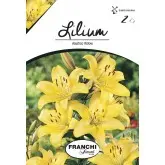 Bulbi crin asiatic Yellow, 2 bulbi