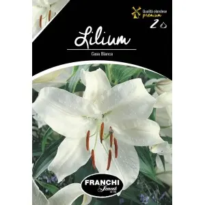 Bulbi crin oriental Casa Blanca, 2 bulbi