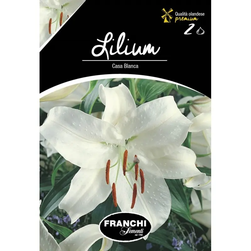 Bulbi crin oriental Casa Blanca, 2 bulbi