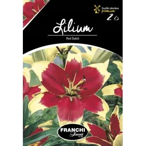 Bulbi crin oriental Red Dutch, 2 bulbi