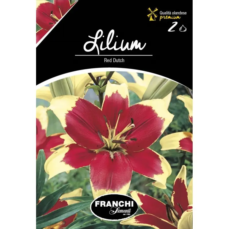 Bulbi crin oriental Red Dutch, 2 bulbi