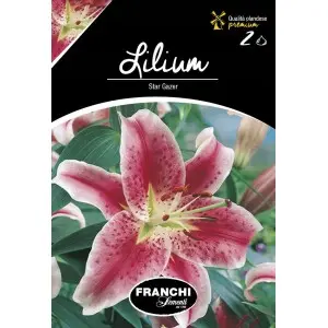Bulbi crin oriental Star Glazer, 2 bulbi