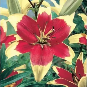 Bulbi crin oriental Red Dutch, 2 bulbi