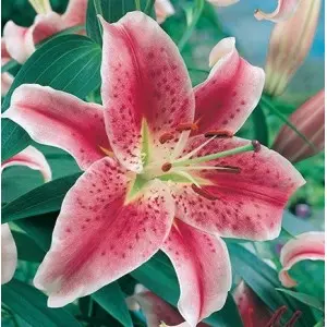 Bulbi crin oriental Star Glazer, 2 bulbi