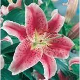 Bulbi crin oriental Star Glazer, 2 bulbi