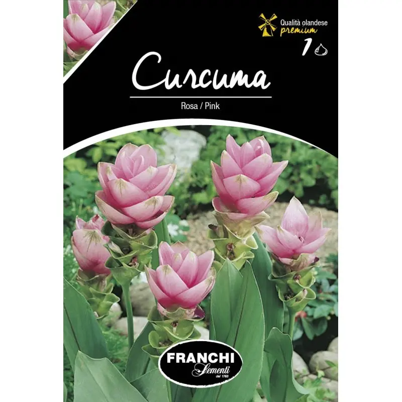 Bulbi curcuma Rosa Pink, 1 bulb