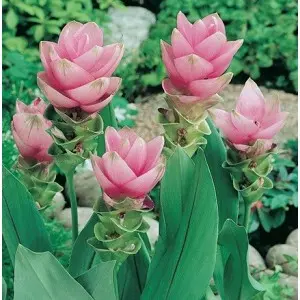 Bulbi curcuma Rosa Pink, 1 bulb