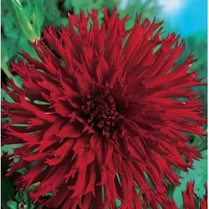 Bulbi dalia cactus Apache, 1 bulb