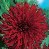 Bulbi dalia cactus Apache, 1 bulb