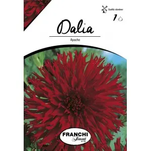 Bulbi dalia cactus Apache, 1 bulb
