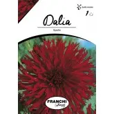 Bulbi dalia cactus Apache, 1 bulb