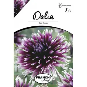 Bulbi dalia cactus Clair Obscur, 1 bulb