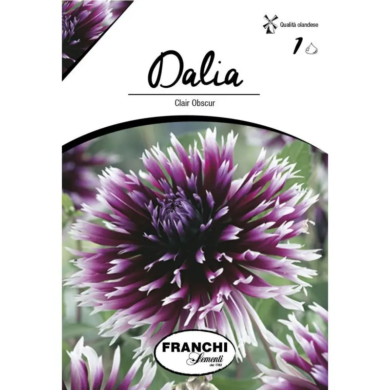 Bulbi dalia cactus Clair Obscur, 1 bulb