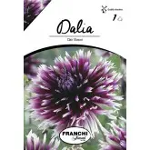 Bulbi dalia cactus Clair Obscur, 1 bulb