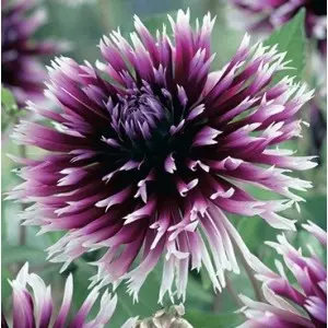 Bulbi dalia cactus Clair Obscur, 1 bulb