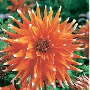 Bulbi dalia cactus Color Spectable, 1 bulb