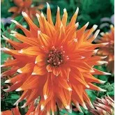 Bulbi dalia cactus Color Spectable, 1 bulb