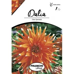 Bulbi dalia cactus Color Spectable, 1 bulb
