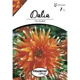 Bulbi dalia cactus Color Spectable, 1 bulb