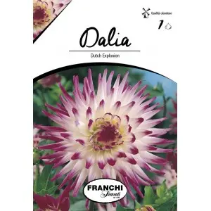 Bulbi dalia cactus Dutch Explosion, 1 bulb