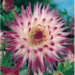Bulbi dalia cactus Dutch Explosion, 1 bulb