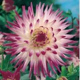Bulbi dalia cactus Dutch Explosion, 1 bulb