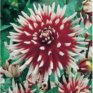 Bulbi dalia cactus Friquolet, 1 bulb