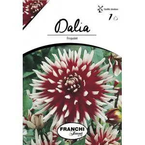 Bulbi dalia cactus Friquolet, 1 bulb