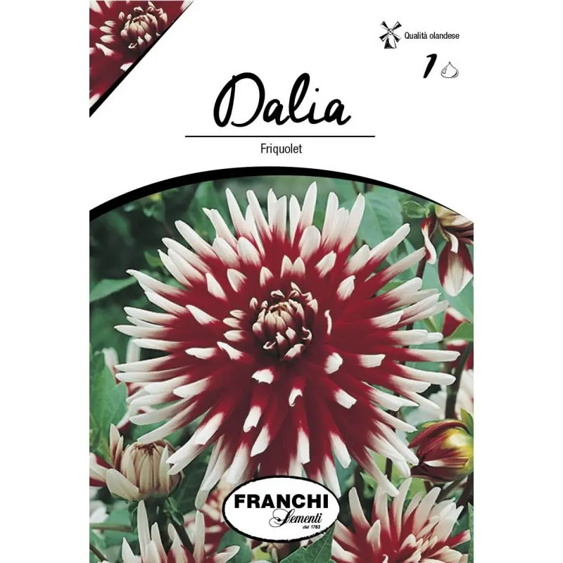 Bulbi dalia cactus Friquolet, 1 bulb