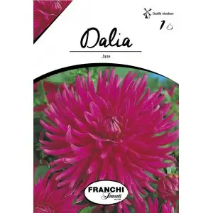 Bulbi dalia cactus Jane, 1 bulb