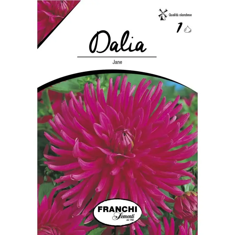 Bulbi dalia cactus Jane, 1 bulb