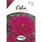 Bulbi dalia cactus Jane, 1 bulb