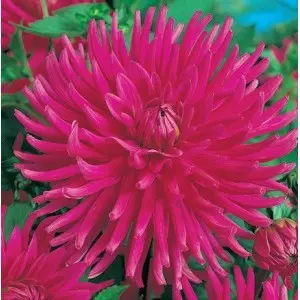 Bulbi dalia cactus Jane, 1 bulb