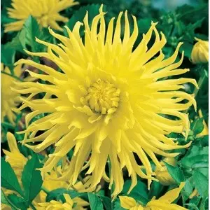 Bulbi dalia cactus Kennemerland, 1 bulb