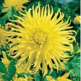 Bulbi dalia cactus Kennemerland, 1 bulb
