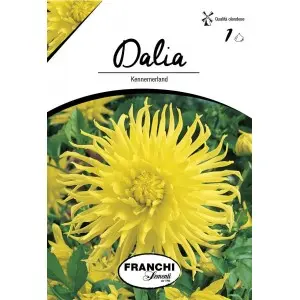 Bulbi dalia cactus Kennemerland, 1 bulb