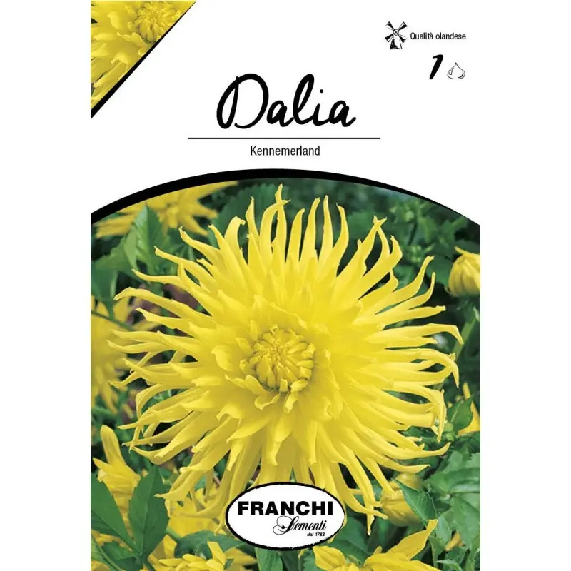 Bulbi dalia cactus Kennemerland, 1 bulb