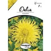 Bulbi dalia cactus Kennemerland, 1 bulb
