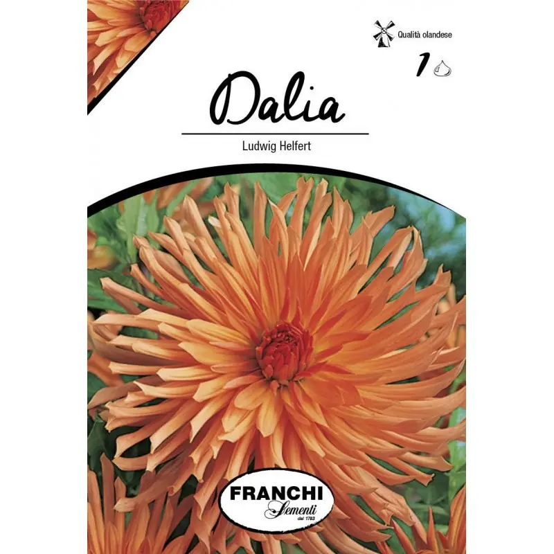 Bulbi dalia cactus Ludwig Helfert, 1 bulb