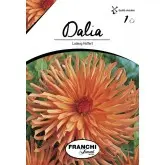 Bulbi dalia cactus Ludwig Helfert, 1 bulb