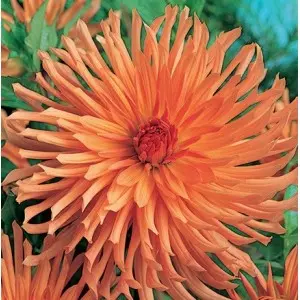 Bulbi dalia cactus Ludwig Helfert, 1 bulb